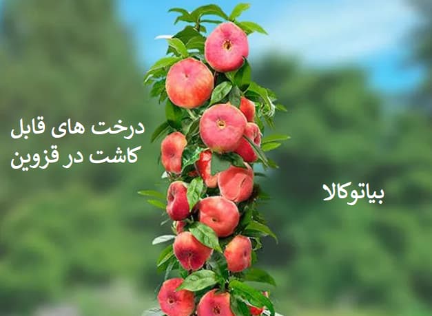 درختان و میوه های قابل کاشت در قزوین